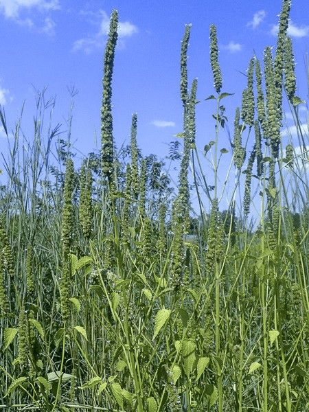 Des images de diff�rentes plantes